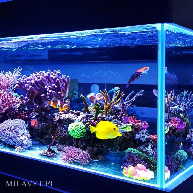 Jakie oświetlenie wybrać do akwarium 72l? Przewodnik dla aquascaperów.